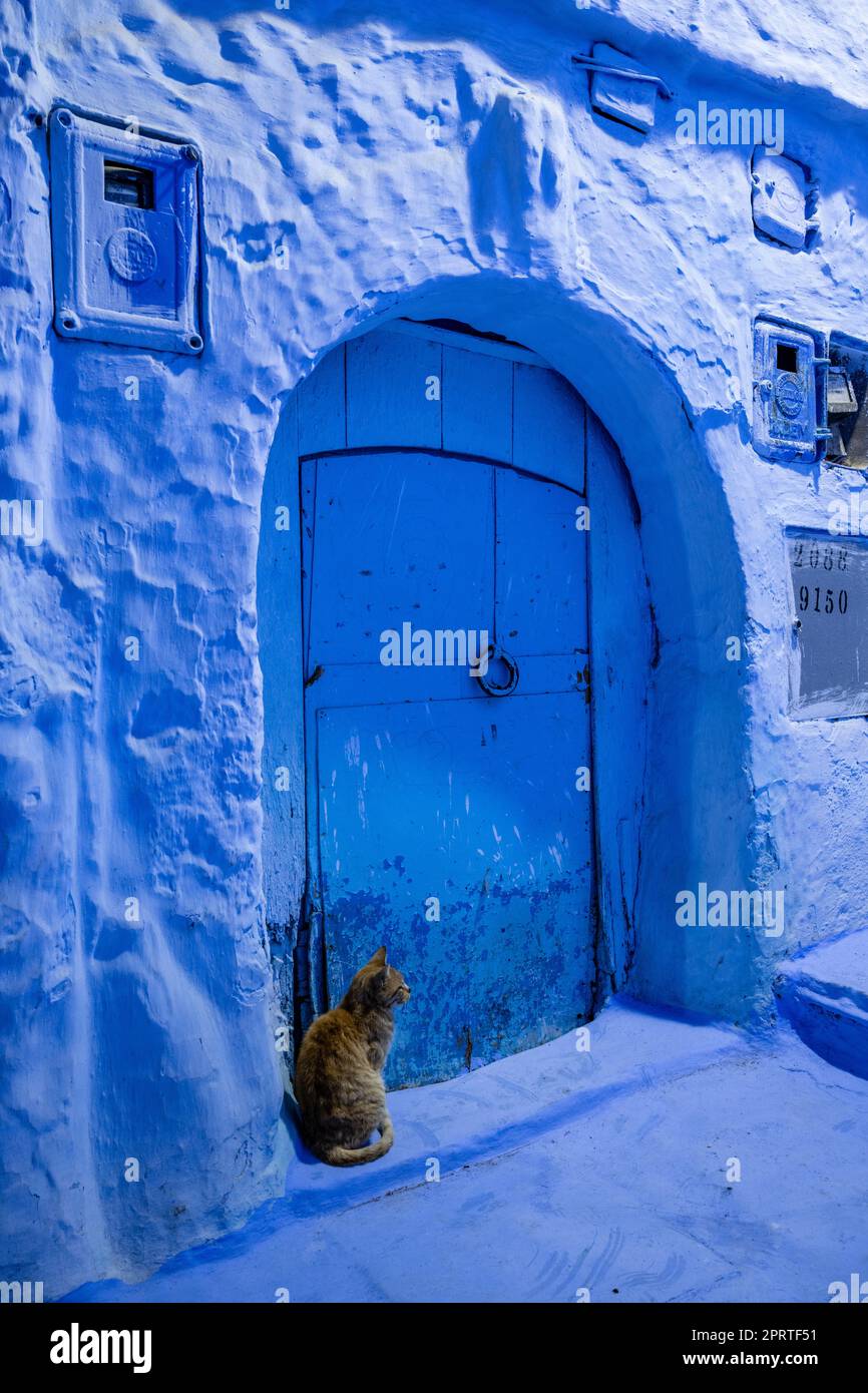 Die Katze sitzt an der blauen Tür eines Hauses in der Medina von Chefchaouen. Stockfoto