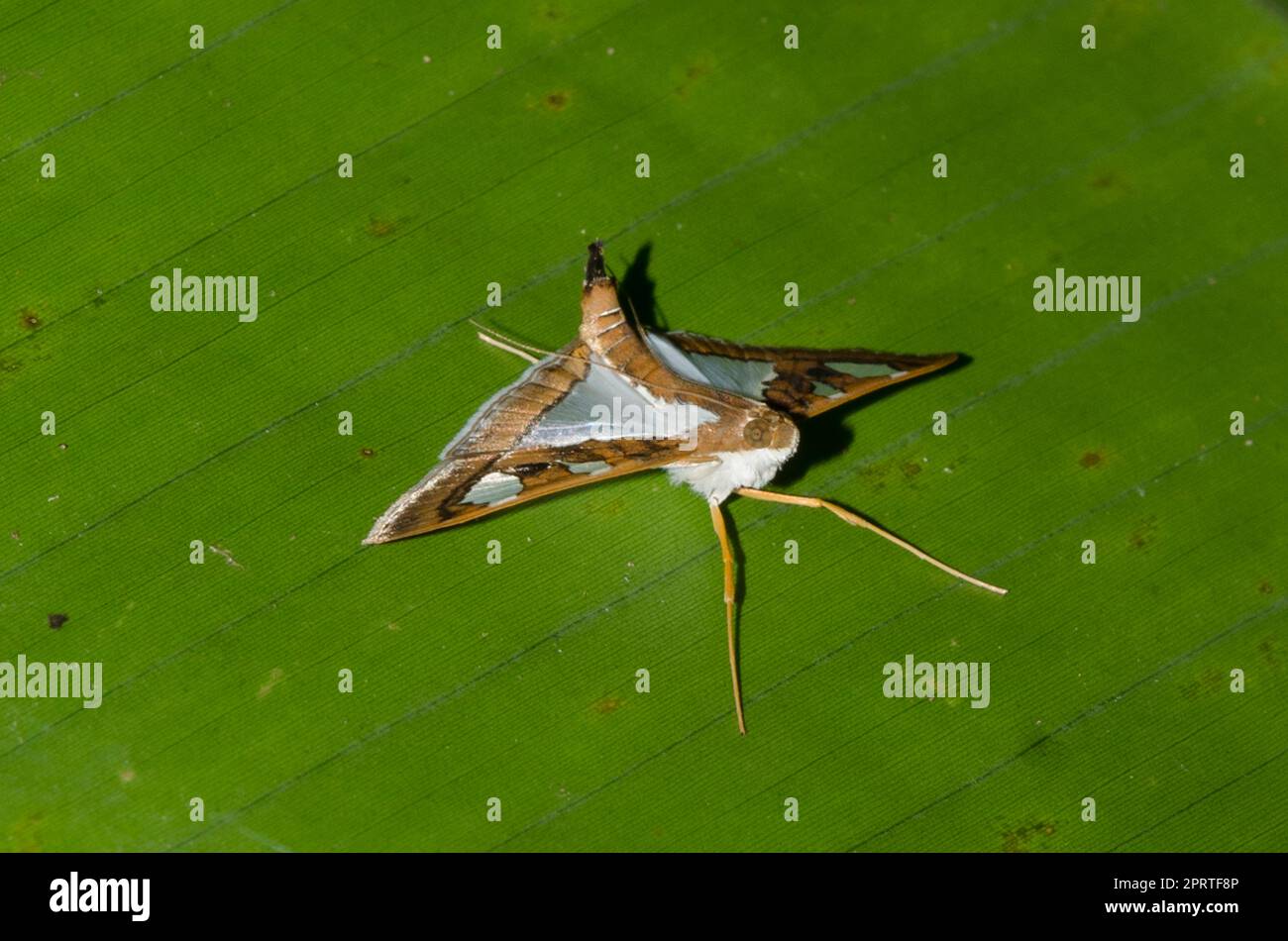 Crambid Moth, Glyphodes bivitralis, auf den Blättern, Klungkung, Bali, Indonesien Stockfoto