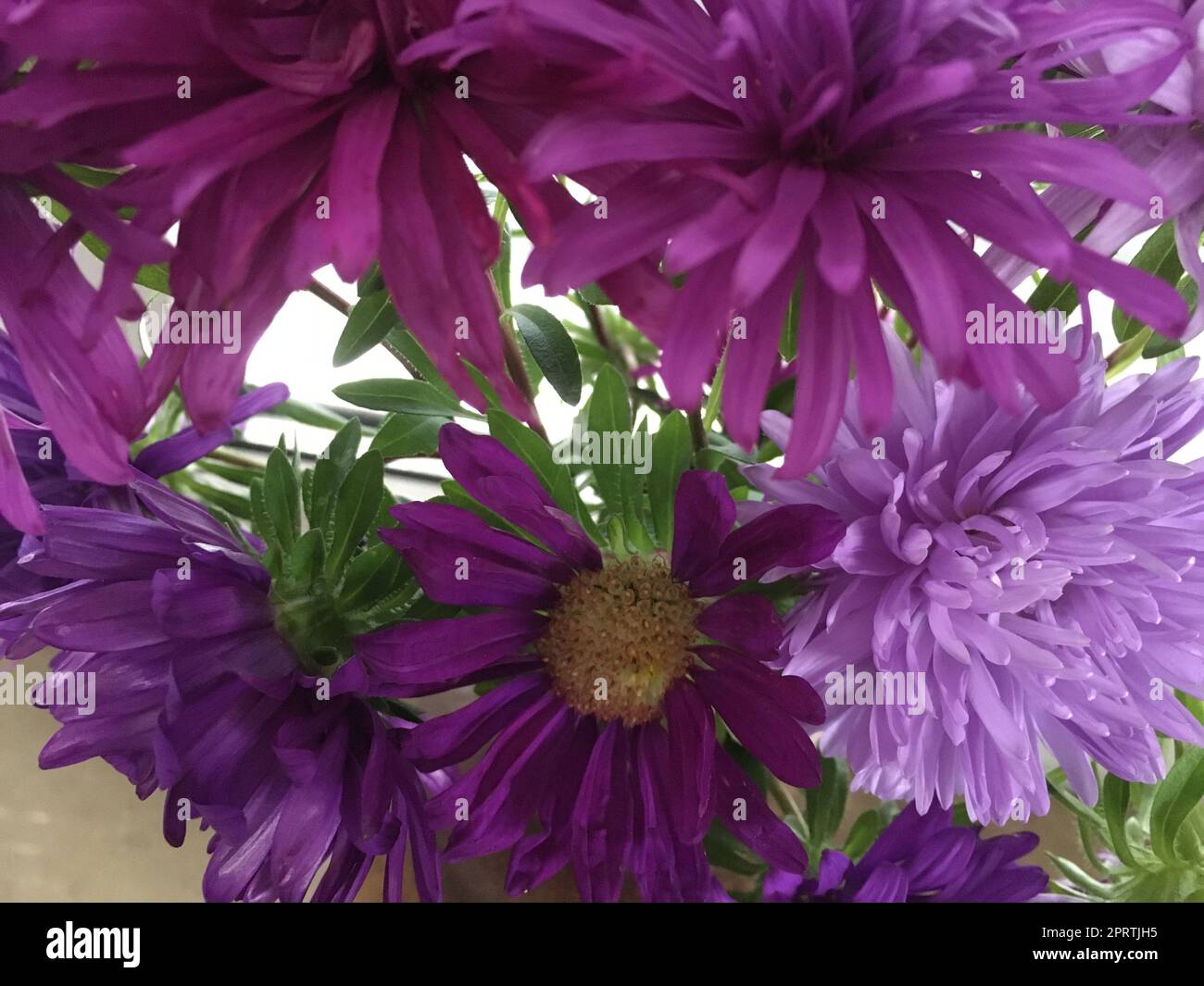 Leuchtende Blumen in leuchtenden Farben: Aster verschönern den Garten vom Frühling bis zum Herbst. Stockfoto Leuchtende Blumen in leuchtenden Farben: Aster verschönern den Garten vom Frühling bis zum Herbst. Stockfoto