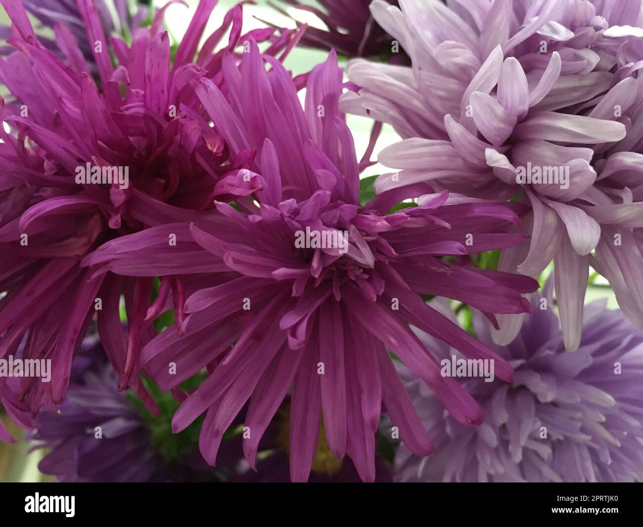 Leuchtende Blumen in leuchtenden Farben: Aster verschönern den Garten vom Frühling bis zum Herbst. Stockfoto Leuchtende Blumen in leuchtenden Farben: Aster verschönern den Garten vom Frühling bis zum Herbst. Stockfoto
