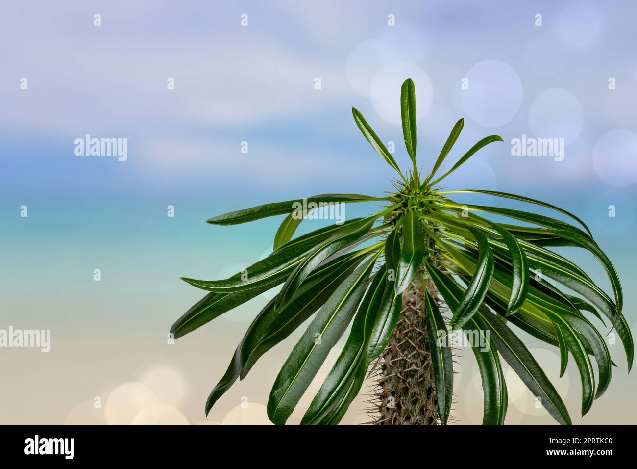 Abstrakter Meereshintergrund. Abstrakt tropischen Sandstrand Sommer Strand Hintergrund mit Bokeh Lichter auf hellblauen Himmel und Sonne. Schöne Textur. Platz. Stockfoto