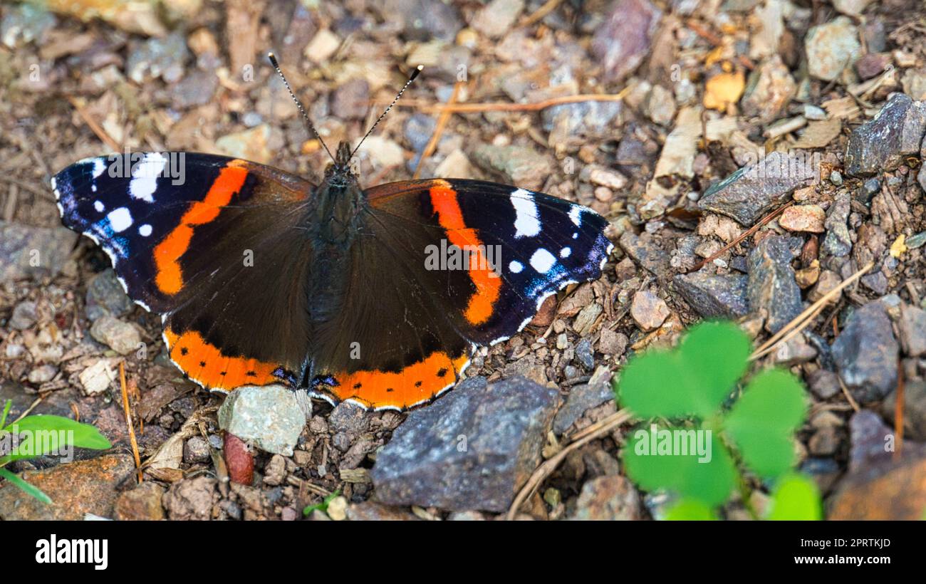 Admiral Schmetterling auf dem Waldboden. Seltenes Insekt mit leuchtenden Farben. Makrotierfoto Stockfoto