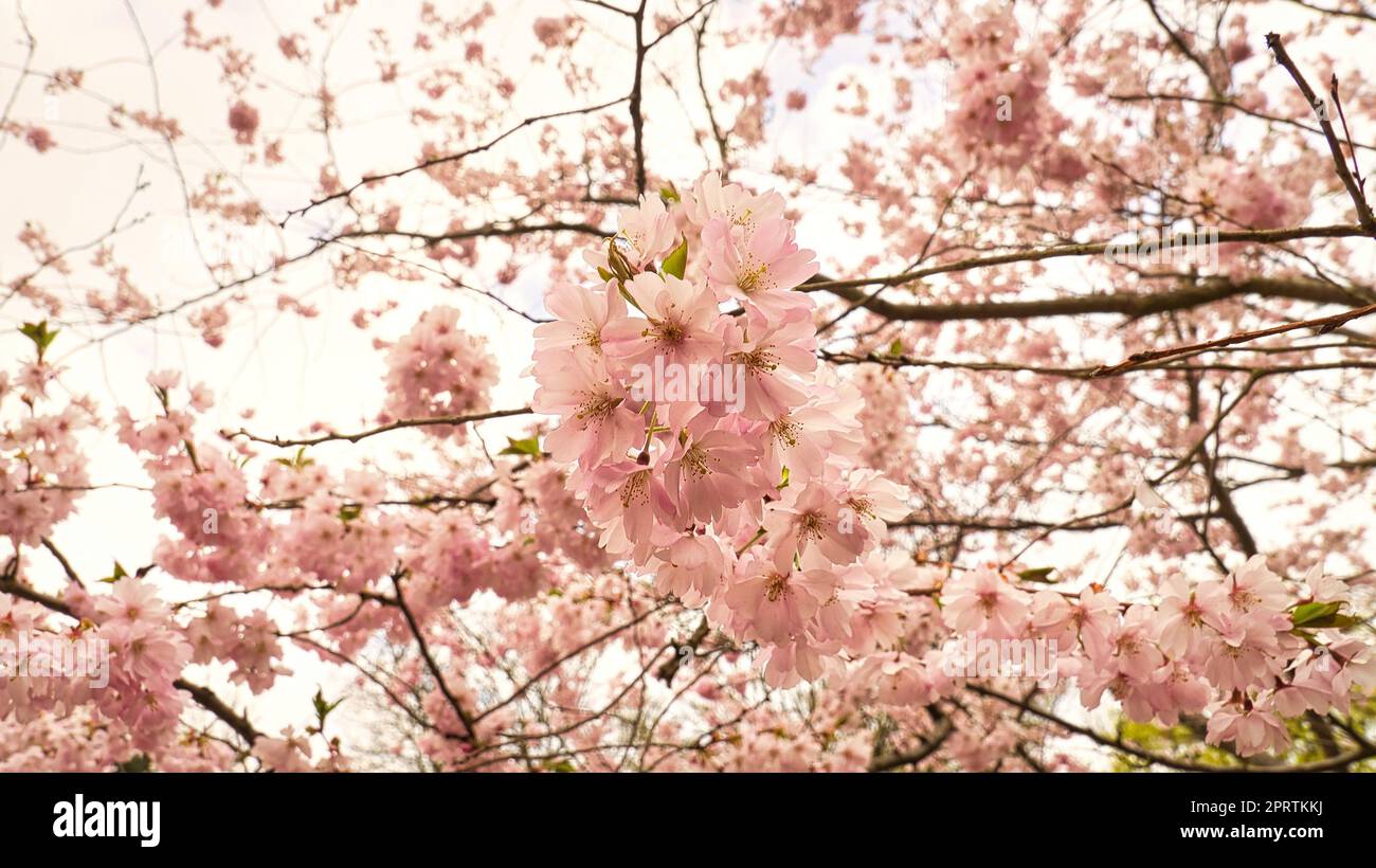 Kirschblüten im Berliner Park. Im Frühling sehen diese wunderschönen Blumen aus Stockfoto