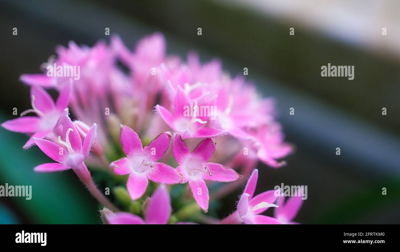 Rote Blume mit wunderschönen Blütenblättern, individuell auf einer Blumenwiese abgebildet. Stockfoto