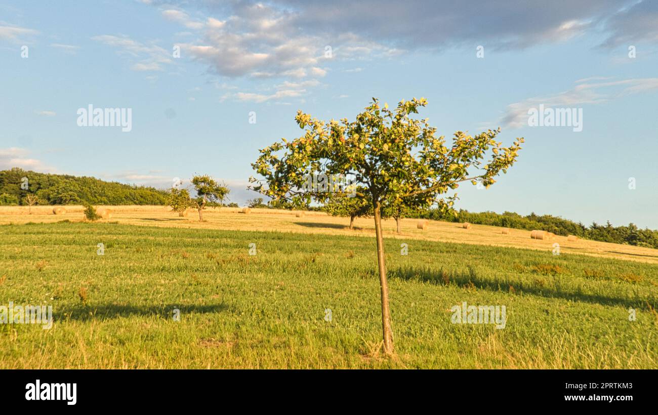 Apfelbäume auf einer Wiese vor einem Feld, auf dem sich Stroh ballen. Erntezeit Stockfoto