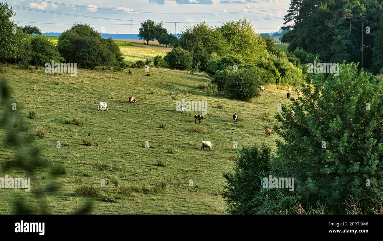 Kuhherde auf einer Wiese. Braune Nutztiere liegen entspannt im Gras, während sie die Würfe kauen. Stockfoto