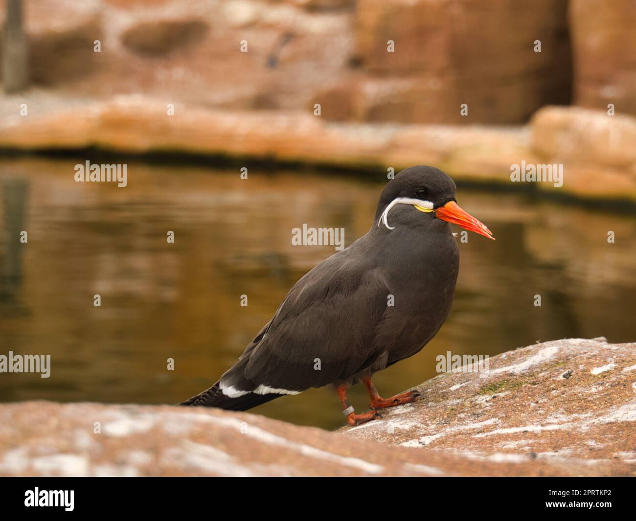 Die inka-tern ist eine Seevögel mit grauem Gefieder und rotem Schnabel mit weiser Kopffeder Stockfoto