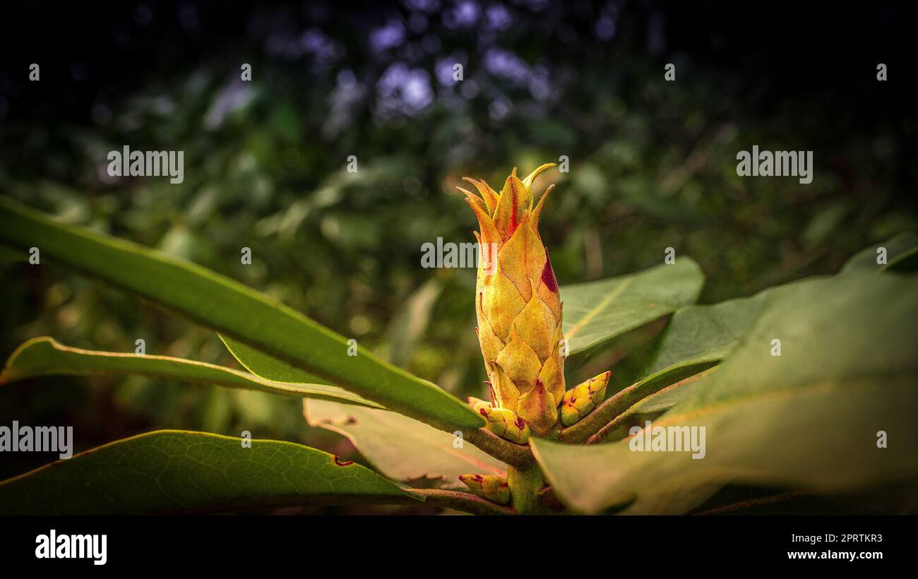 Nahaufnahme einer Blüte einer wunderschönen Blume. Detaillierte Einzelaufnahme Stockfoto