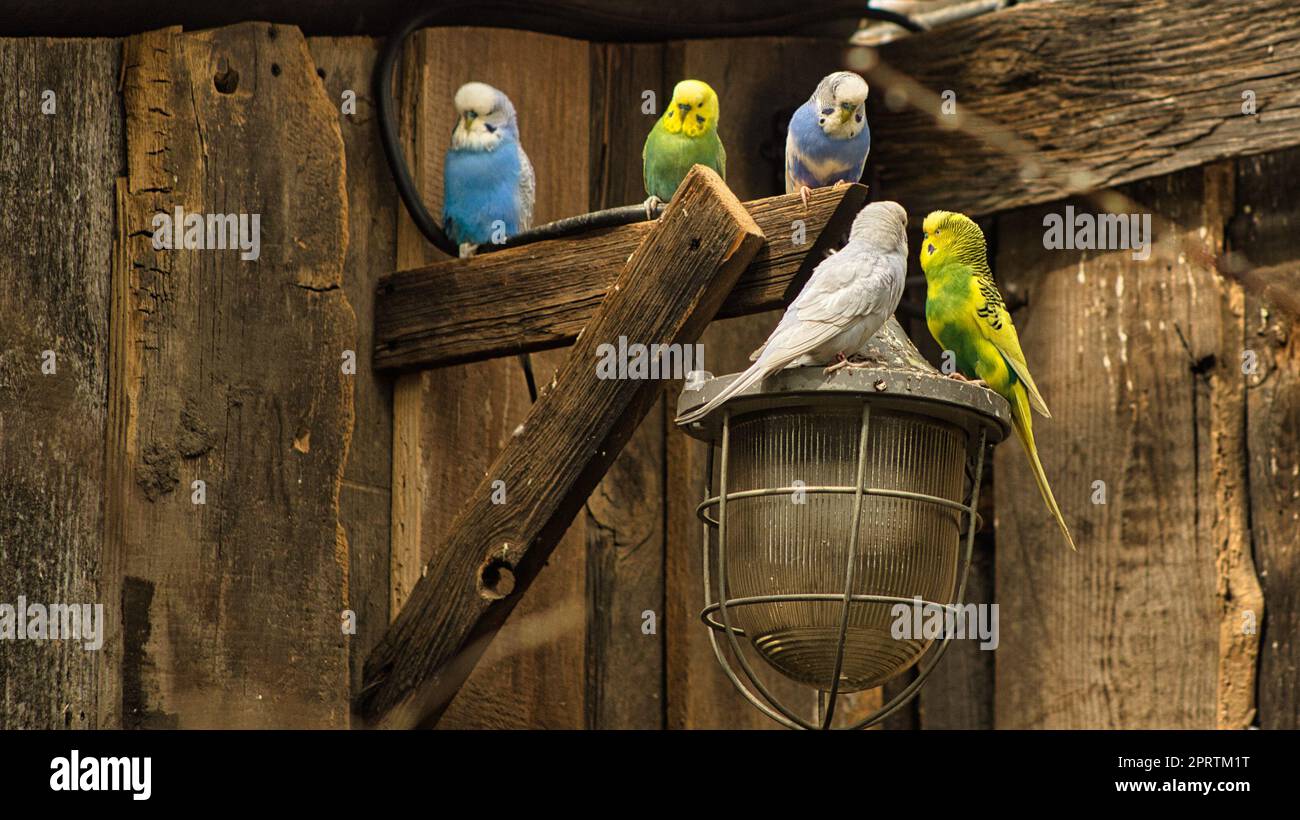 Budgies im dekorativen Umfeld spielen, essen und kuscheln. Stockfoto