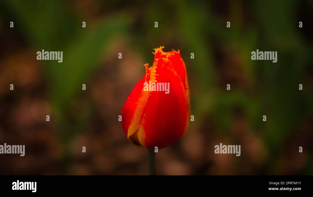Tulpen einzeln dargestellt. Blume mit Bokeh in Rot und Gelb. Stockfoto