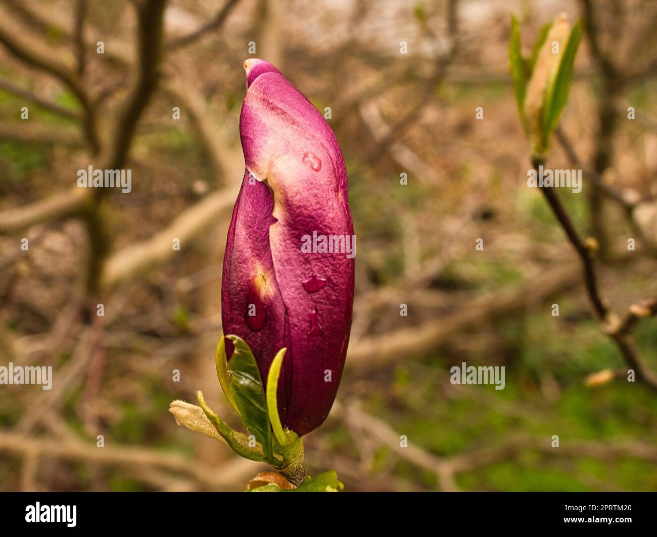 Magnolienbäume sind in der Blütezeit eine wahre Pracht. Ein Blickfang Stockfoto