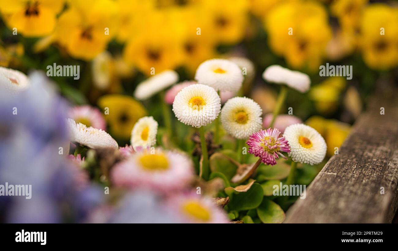 Frühlingsblumen in verschiedenen Sorten dekorativ gepflanzt. Stockfoto