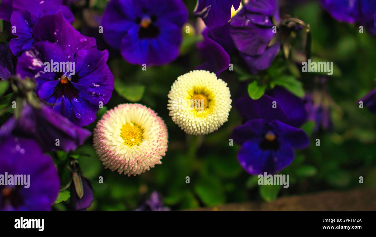 Frühlingsblumen in verschiedenen Sorten dekorativ gepflanzt. Stockfoto