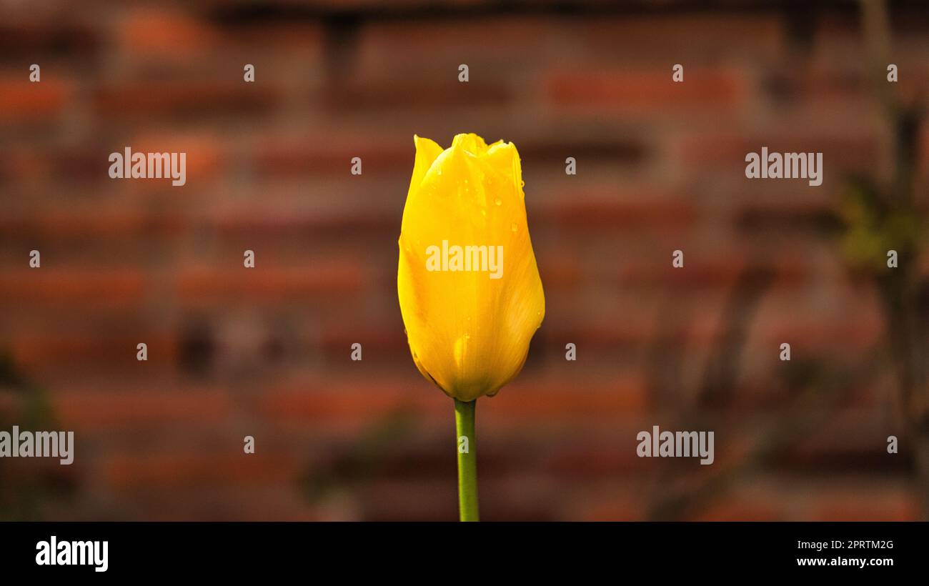 Die gelbe Tulpe hat im Frühling auf einer Wiese mit Bokeh geschossen. Traumhafte und romantische Aufnahme Stockfoto