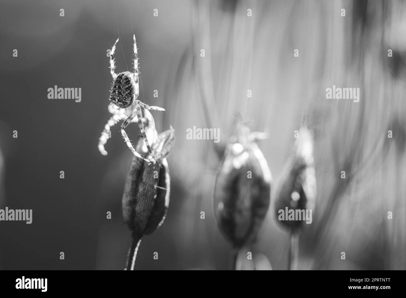 Kreuzspinne in Schwarzweiß erschossen, kriechend auf einem Spinnennetz zu einer Pflanze Stockfoto