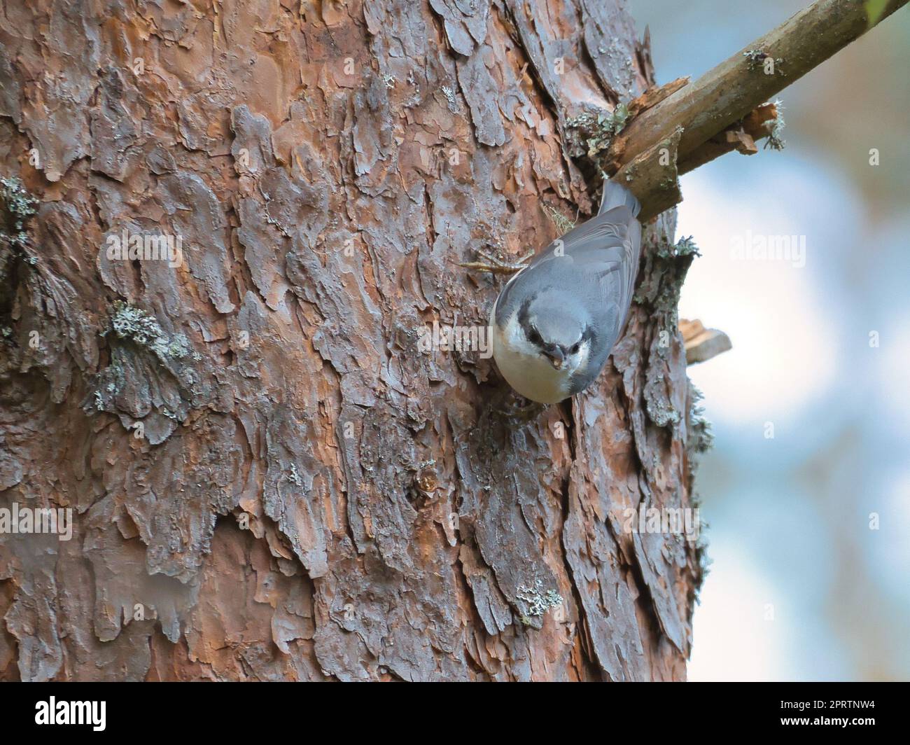 Auf einem Baumstamm auf der Suche nach Essen. Kleiner grauer und weißer Vogel. Tierfoto Stockfoto