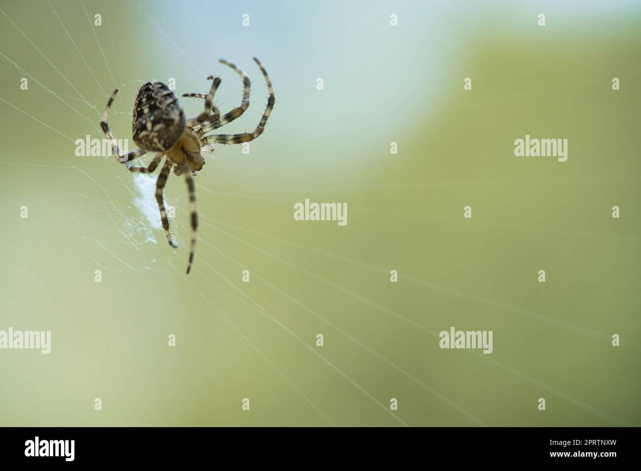 Kreuzspinne in einem Spinnennetz, lauert auf Beute. Unscharfer Hintergrund Stockfoto
