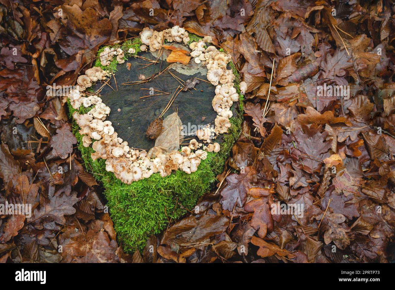 Der Stamm eines gefällten Baumes mit Pilzen und Moos Stockfoto