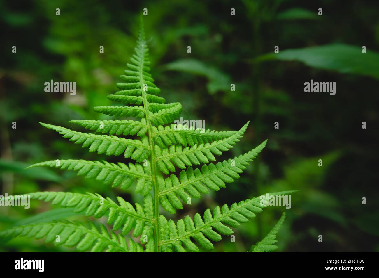 Ein großes grünes Blatt eines Farns im Wald Stockfoto