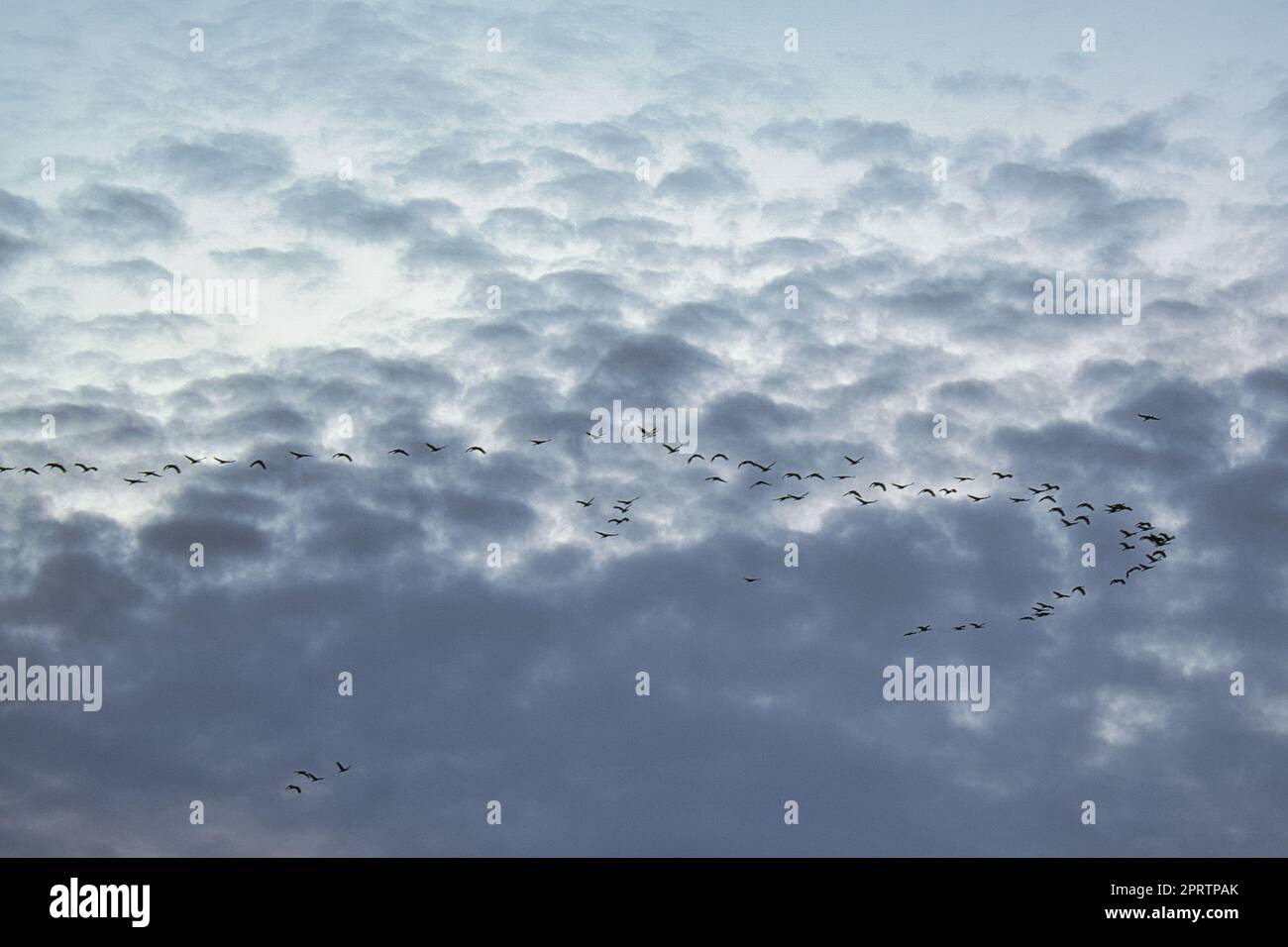 Kräne bewegen sich in Formation am Himmel. Zugvögel auf dem Darss. Stockfoto