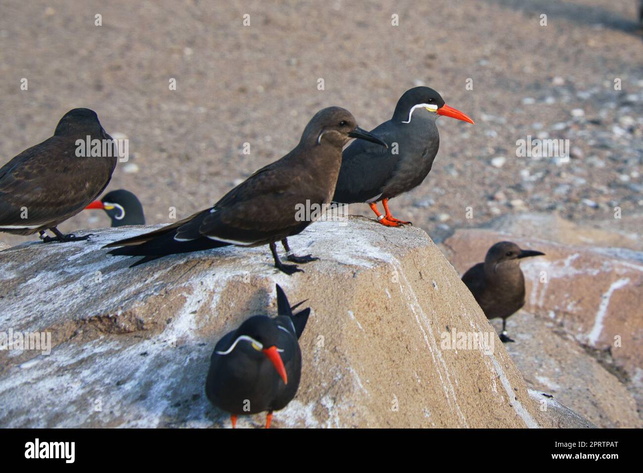 Die inka-tern ist eine Seevögel mit grauem Gefieder und rotem Schnabel mit weiser Kopffeder. Stockfoto