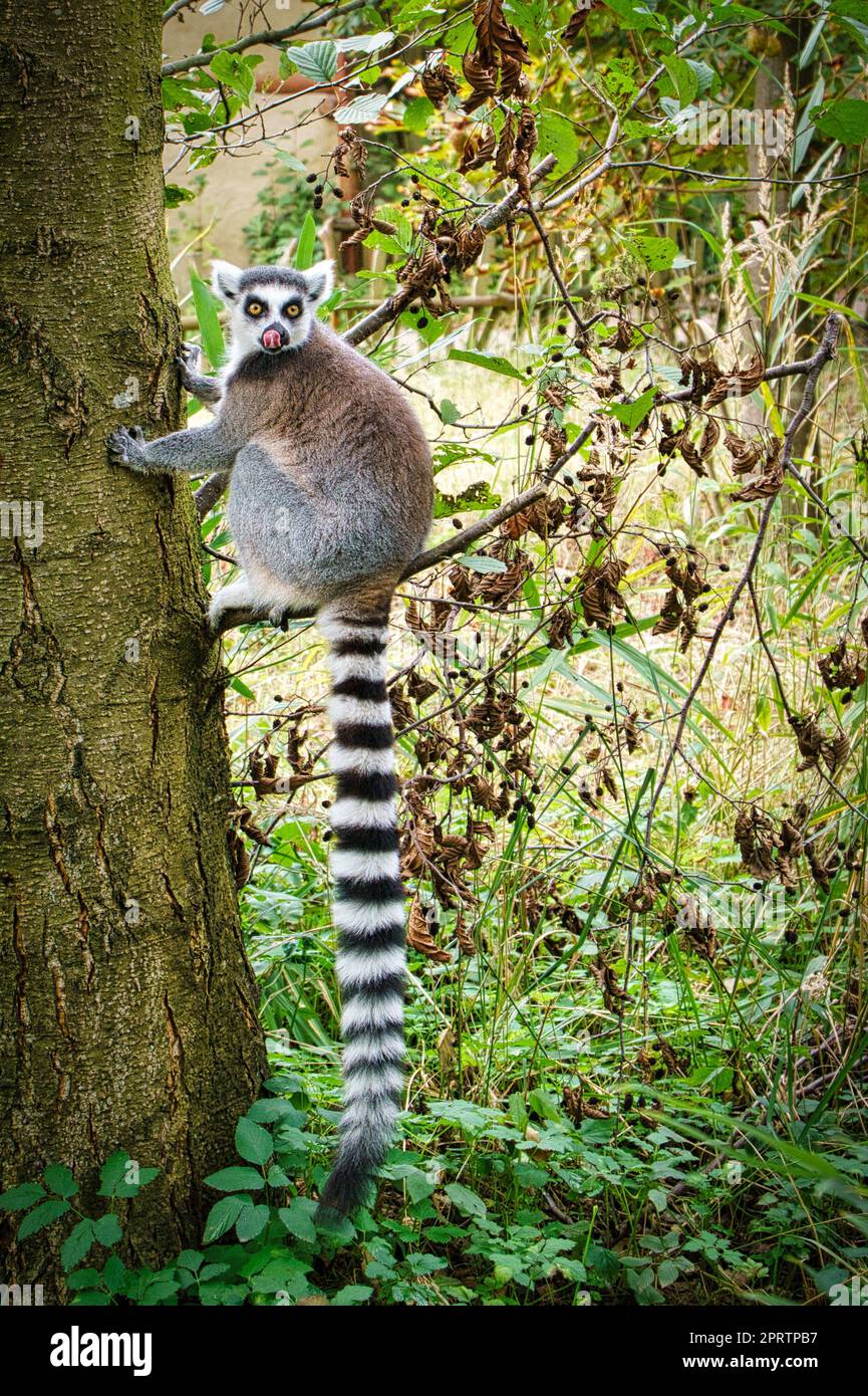 Maki-Affe auf deinem Baum, der auf den Betrachter schaut. Interessiert und verspielt sind die schwarz-weißen Affen Stockfoto