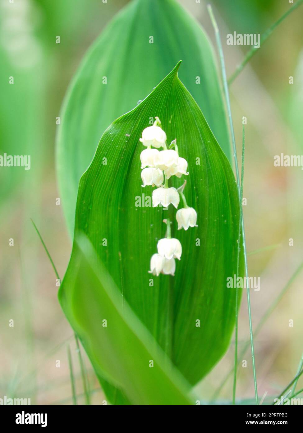 Lily vom Tal auf dem Waldboden. Grüne Blätter, weiße Blumen. Frühblüten Stockfoto