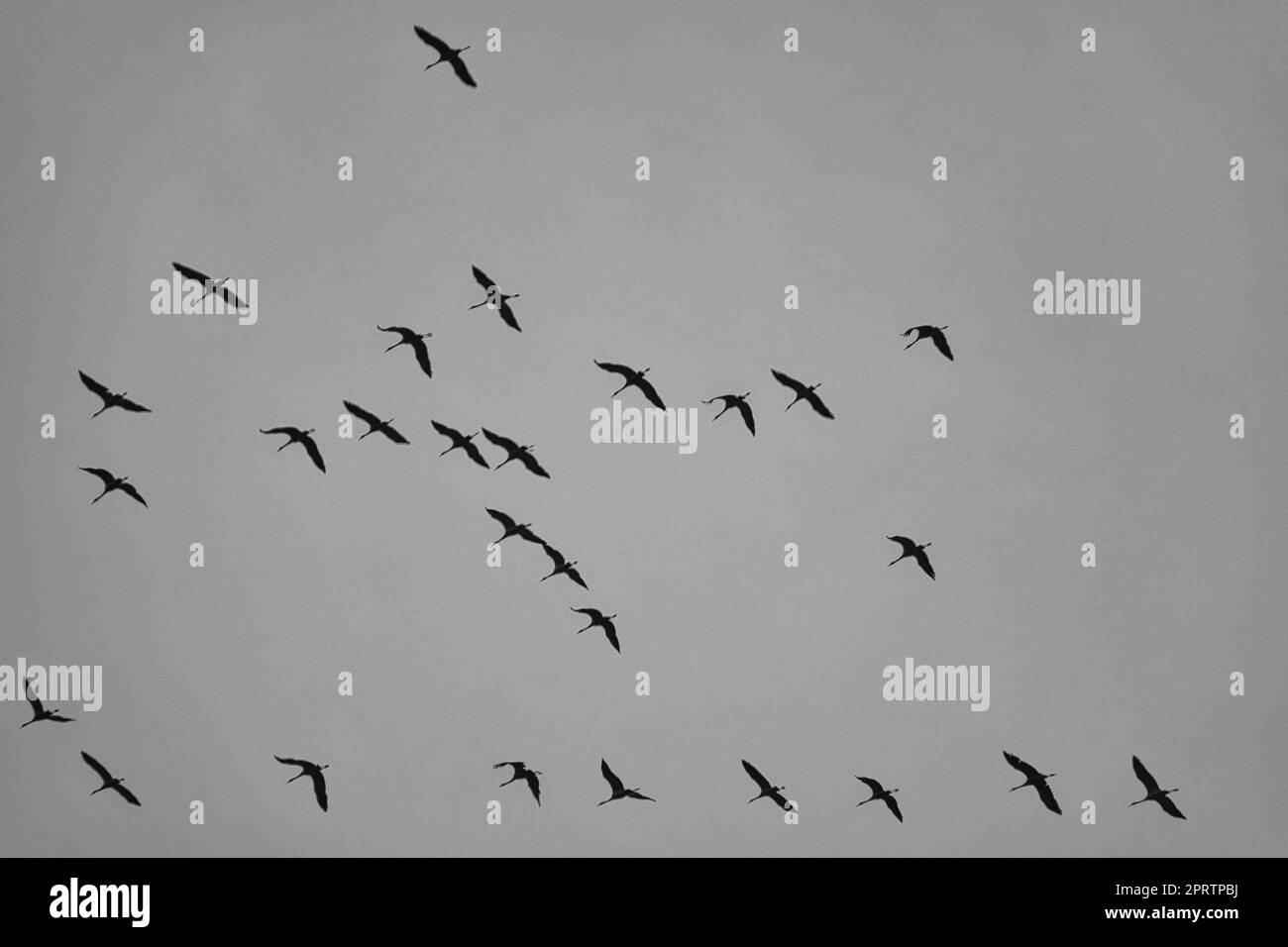 Kräne bewegen sich in Formation am Himmel. Zugvögel auf dem Darss. Stockfoto