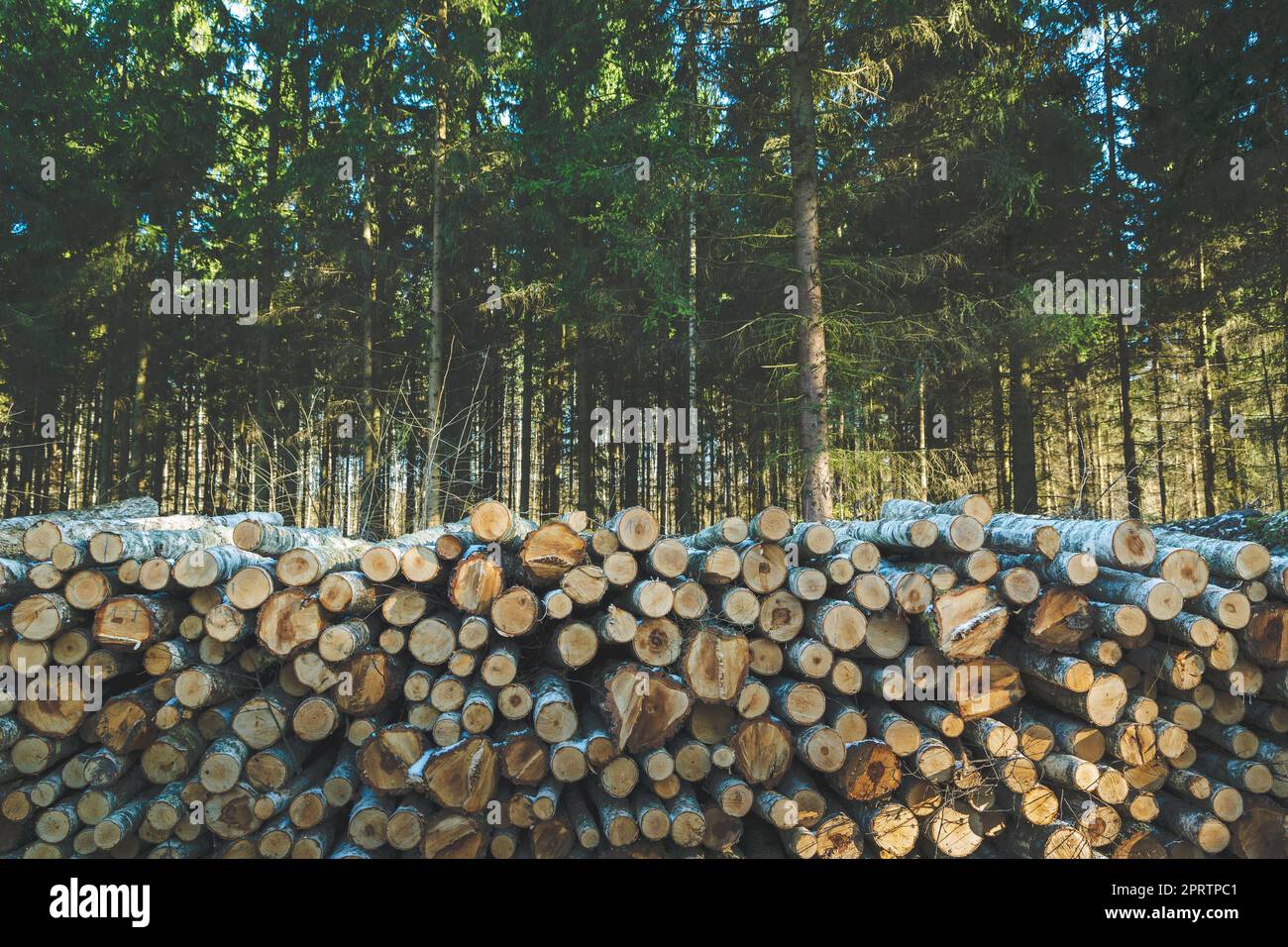 Ein gehackter Haufen Holzstämme in einem Nadelwald Stockfoto