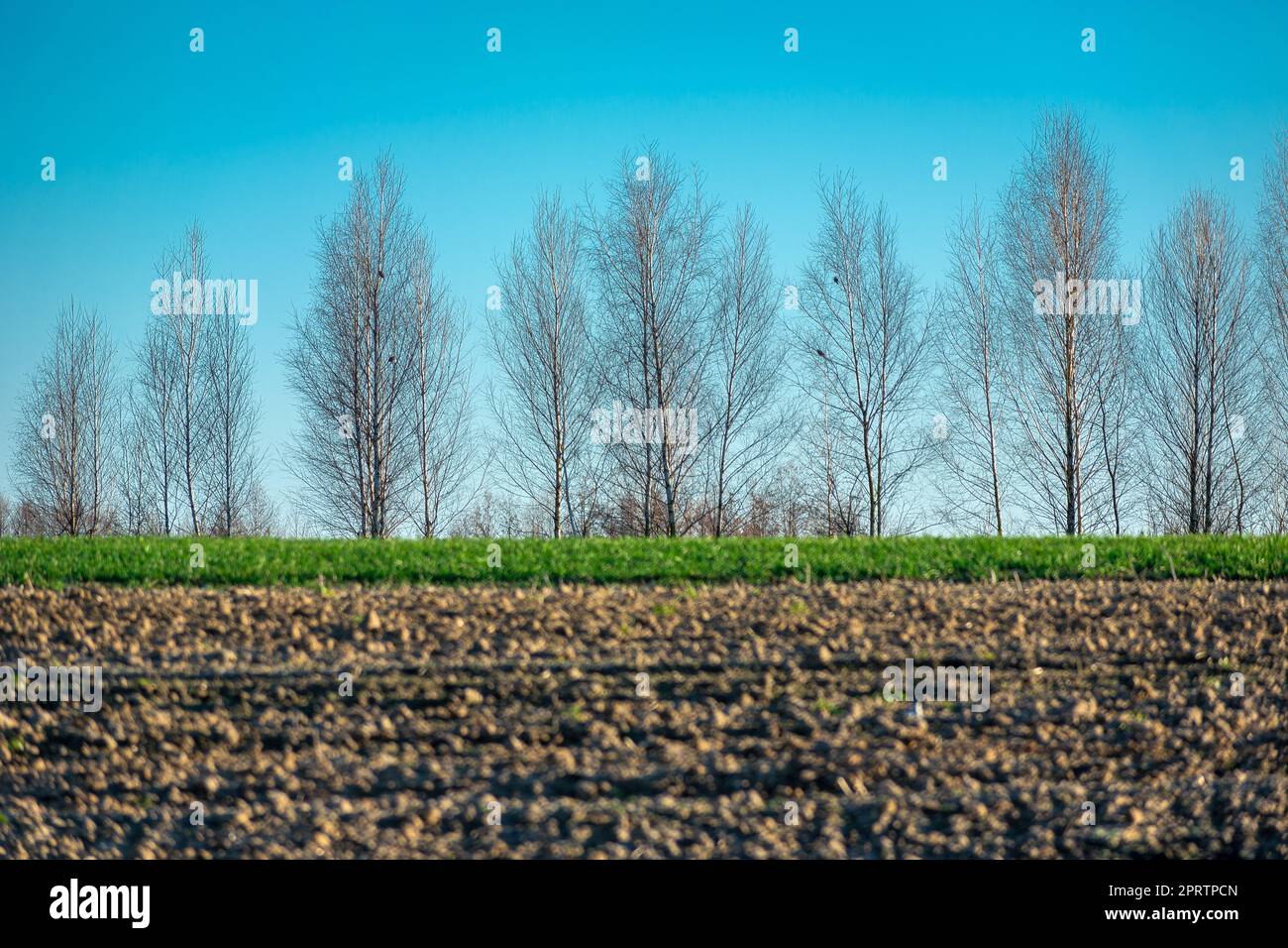 Bäume ohne Blätter hinter dem gepflügten Feld Stockfoto