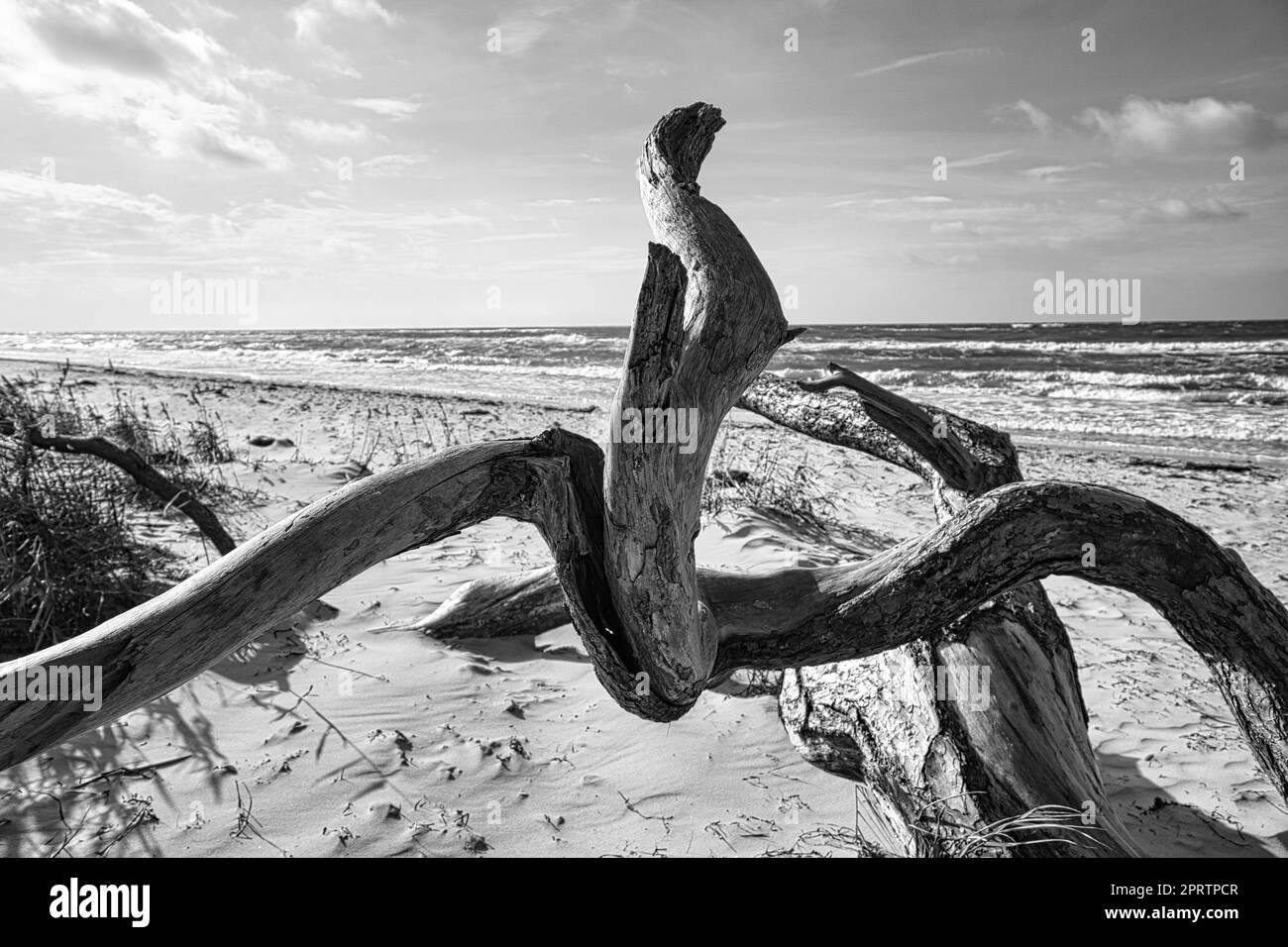 Treibholz, Baumwurzeln liegen an der Ostseeküste am Strand vor dem Meer in Schwarz und Weiß. Stockfoto