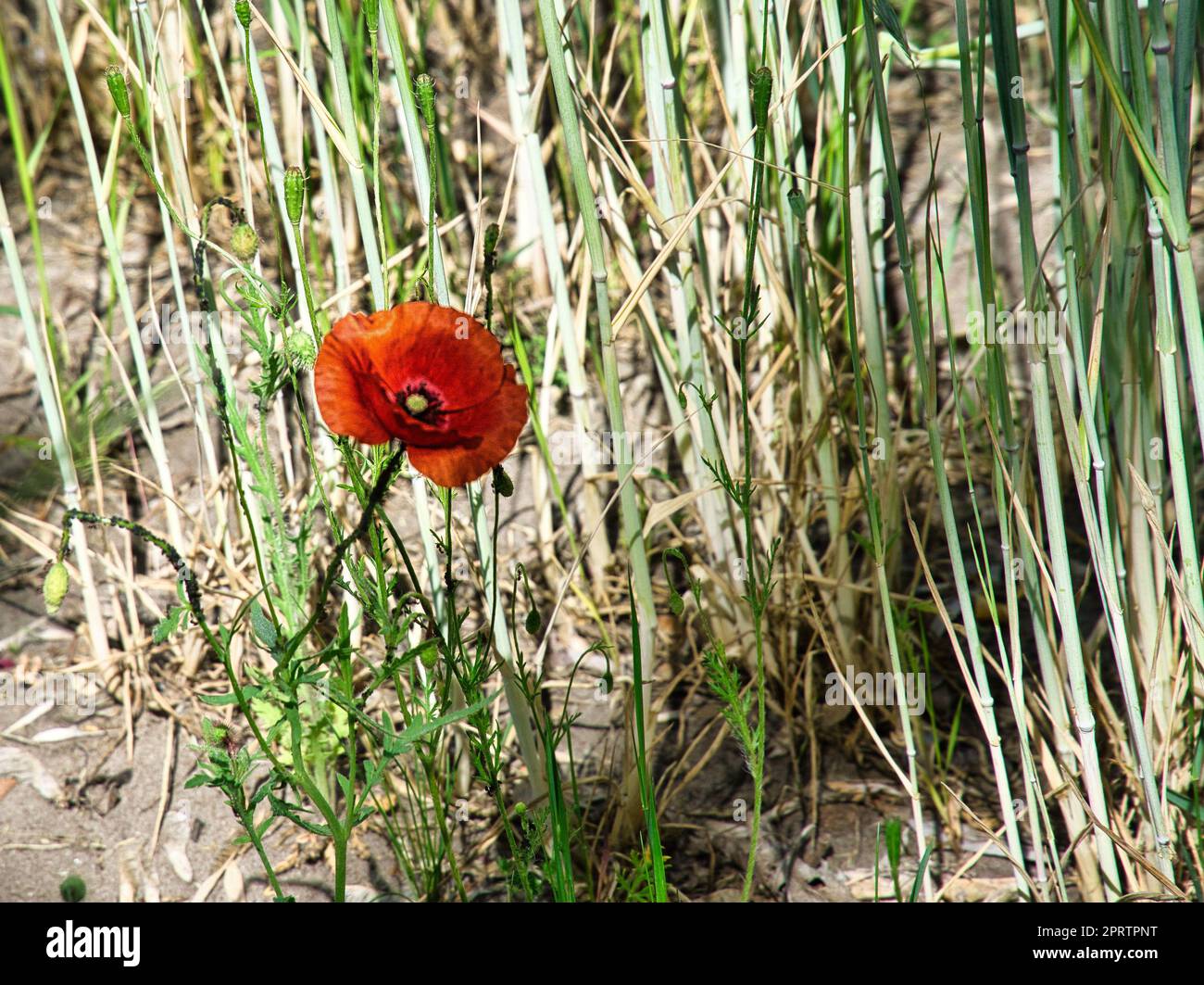 Tratsch-Mohn auf einer Sommerwiese. Farbspritzer in Rot. Die zarten Blütenblätter isolierten sich. Stockfoto Tratsch-Mohn auf einer Sommerwiese. Farbspritzer in Rot. Die zarten Blütenblätter isolierten sich. Stockfoto