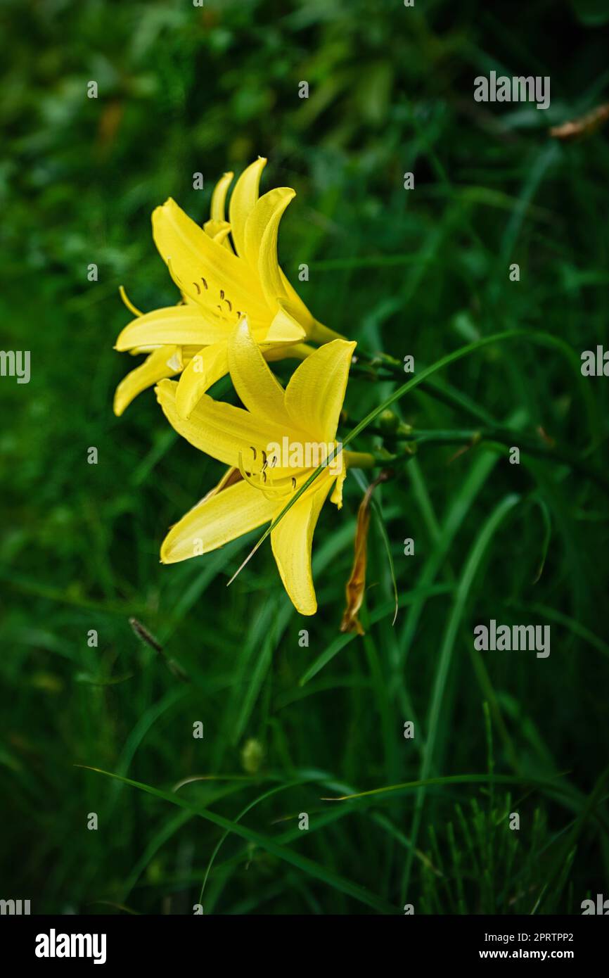 Wunderschöne gelbe Lilie mit wunderschönem Bokeh. Grüne Blätter vervollständigen die Farbharmonie. Stockfoto