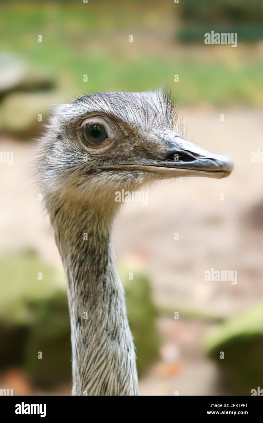 Vogel-Strauß mit komischem Aussehen. Großer Vogel aus Afrika. Langer Hals und lange Wimpern Stockfoto
