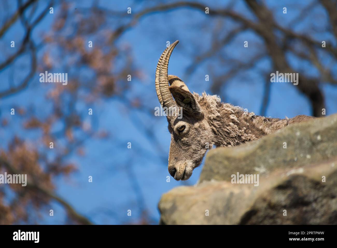 Ein Steinbock aus dem Berliner Zoo Stockfoto