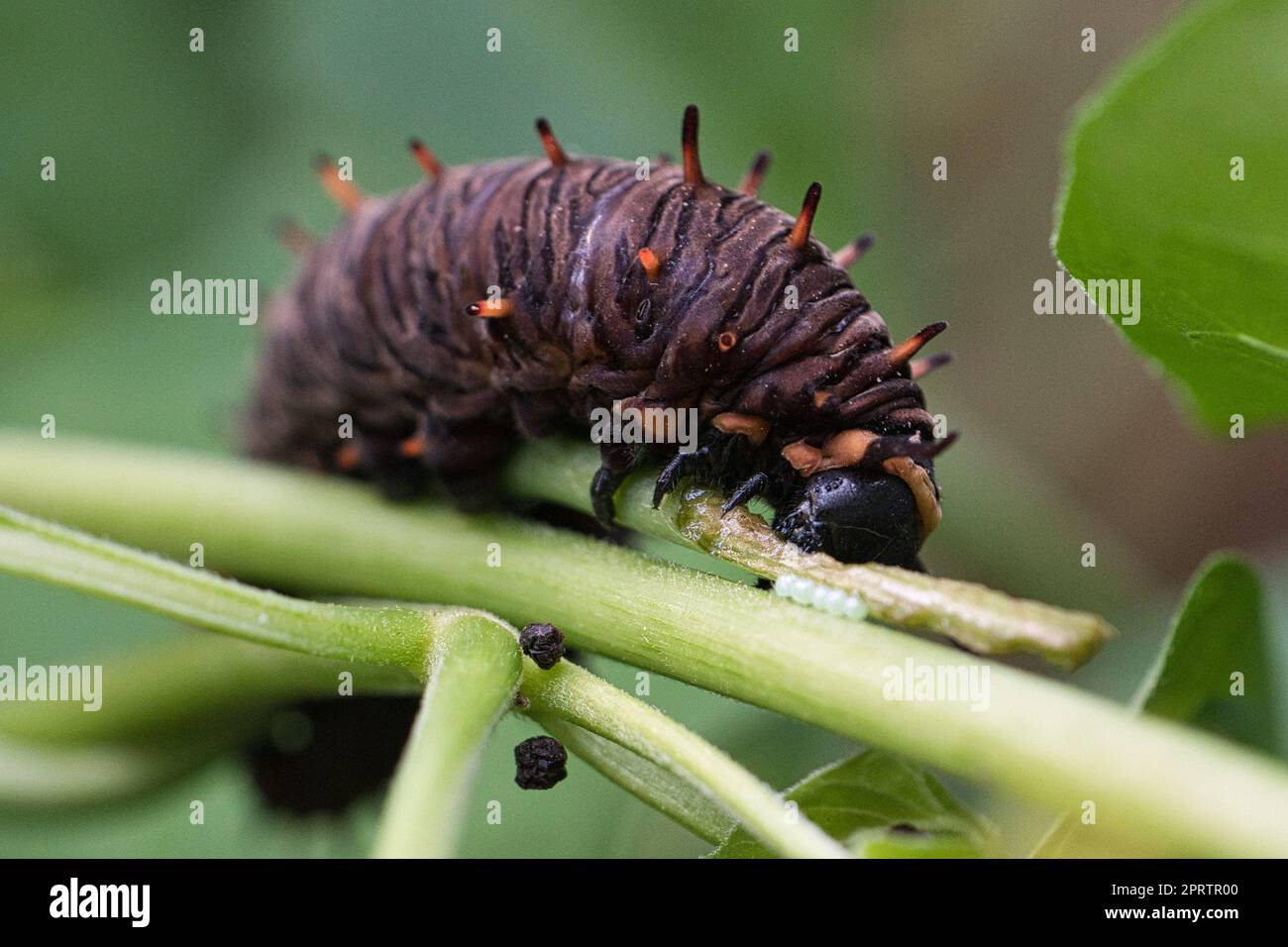 Caterpillar füttert sich auf einem Blatt. Ein einzelnes Tier aus der Nähe Stockfoto