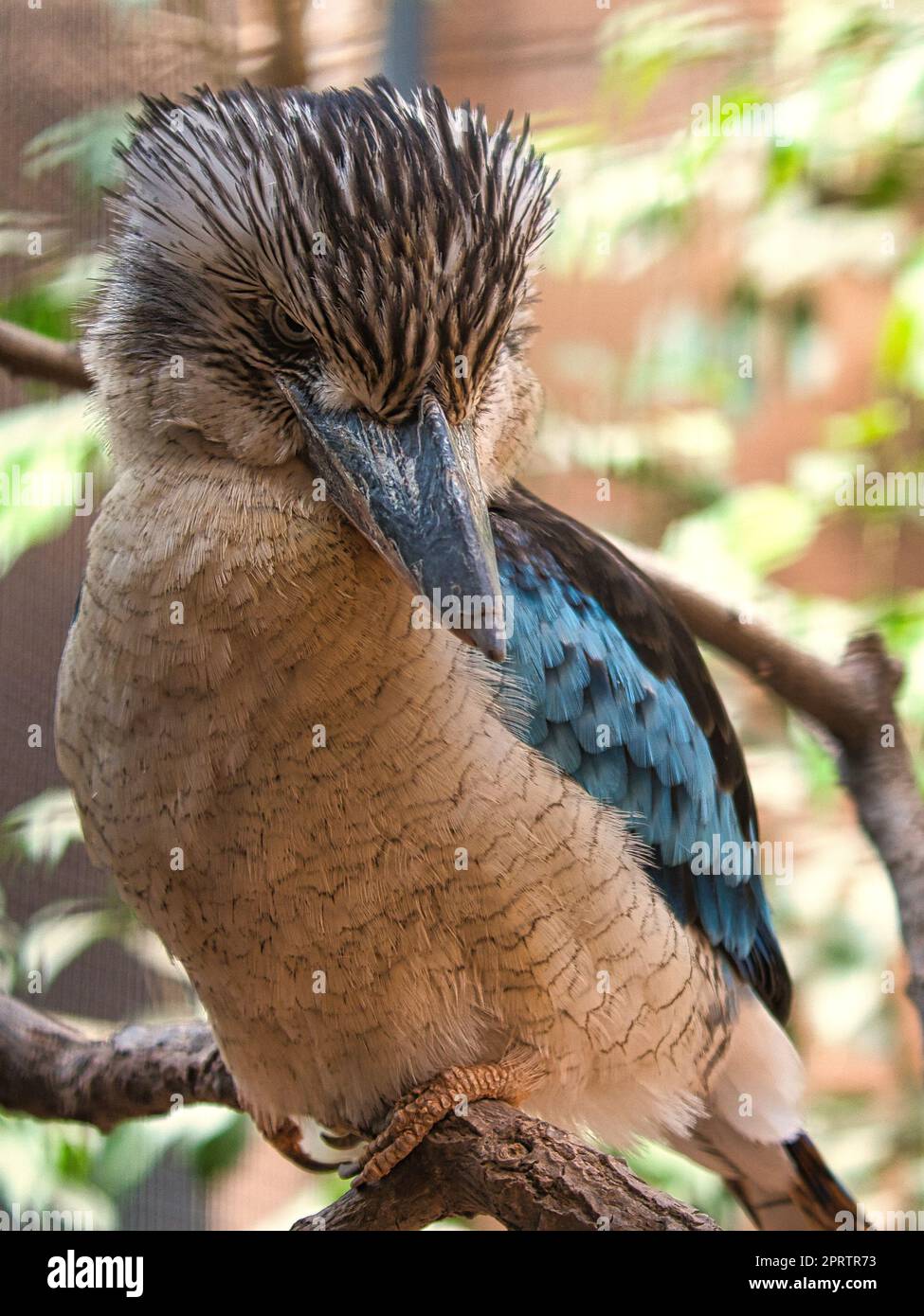 Lachender hans auf einem Ast. Wunderschönes bunter Gefieder des australischen Vogels. Stockfoto