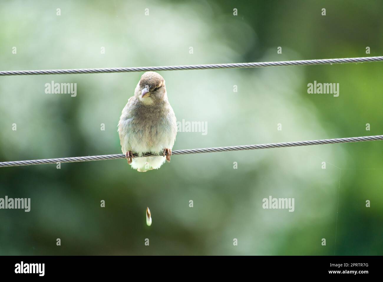 Brauner Spatz sitzt auf einem Drahtseil und macht einen Haufen. Kleiner singvogel mit wunderschönem Gefieder. Stockfoto