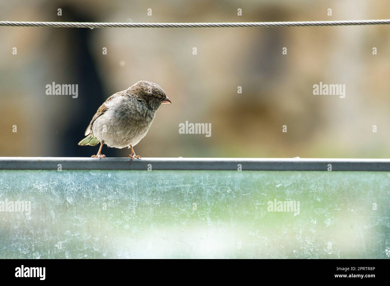 Brauner Spatz sitzt auf einem Drahtseil. Kleiner singvogel mit wunderschönem Gefieder. Stockfoto