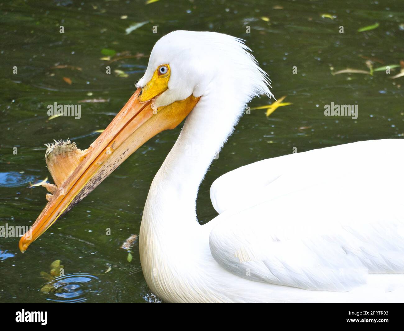 Pelikane schwimmen im Wasser. Weißes Gefieder, großer Schnabel, in einem großen Seevogel Stockfoto
