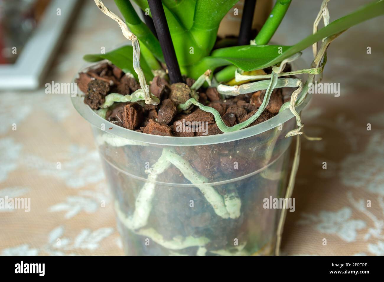 Orchideenwurzeln in einem durchsichtigen Kunststofftopf Stockfoto