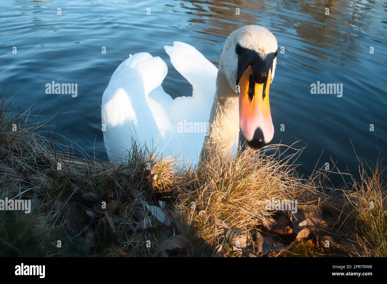 Stummer Schwan am Ufer. Interessierter Blick auf den Wasservogel. Vogel aus Brandenburg Stockfoto