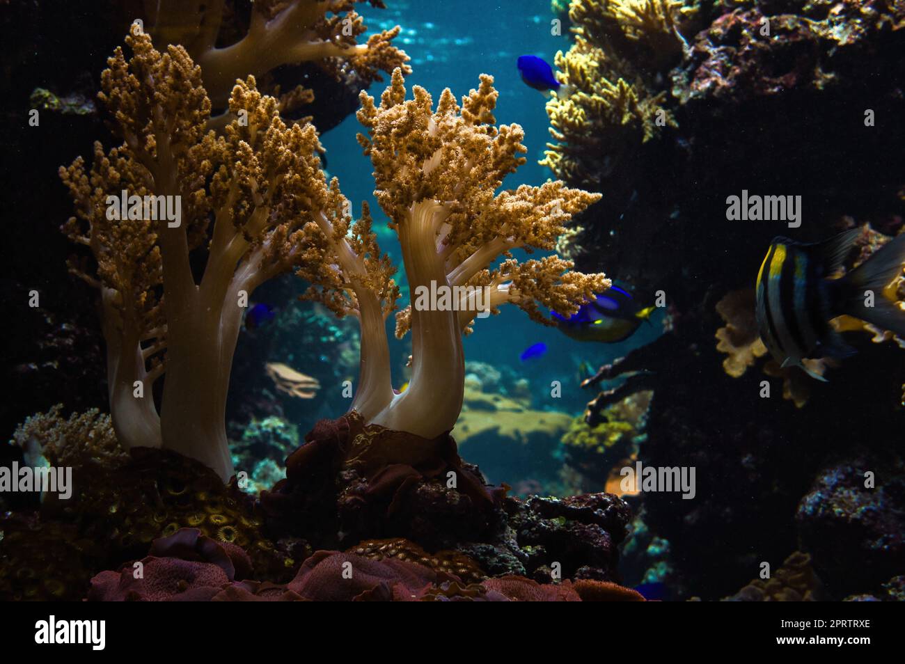 Korallen und Fische im Salzwasseraquarium. Beobachtung der Unterwasserwelt. Stockfoto