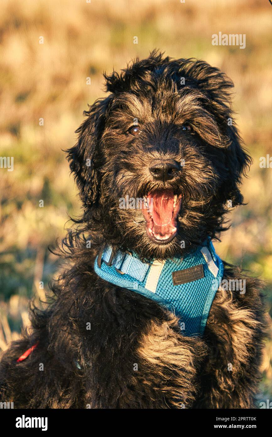 Goldendoodle Welpe in Schwarz und Bräunung. Hybridenhund von Golden Retriever und Pudel. Stockfoto