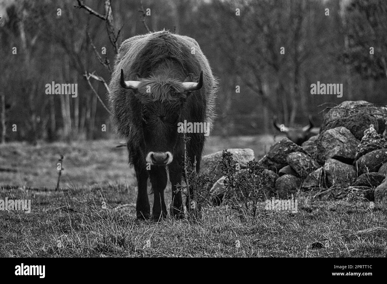 Schwarz-Weiß-Aufnahme von Hochlandrindern auf einer Wiese. Kräftige Hörner, braunes Fell. Stockfoto
