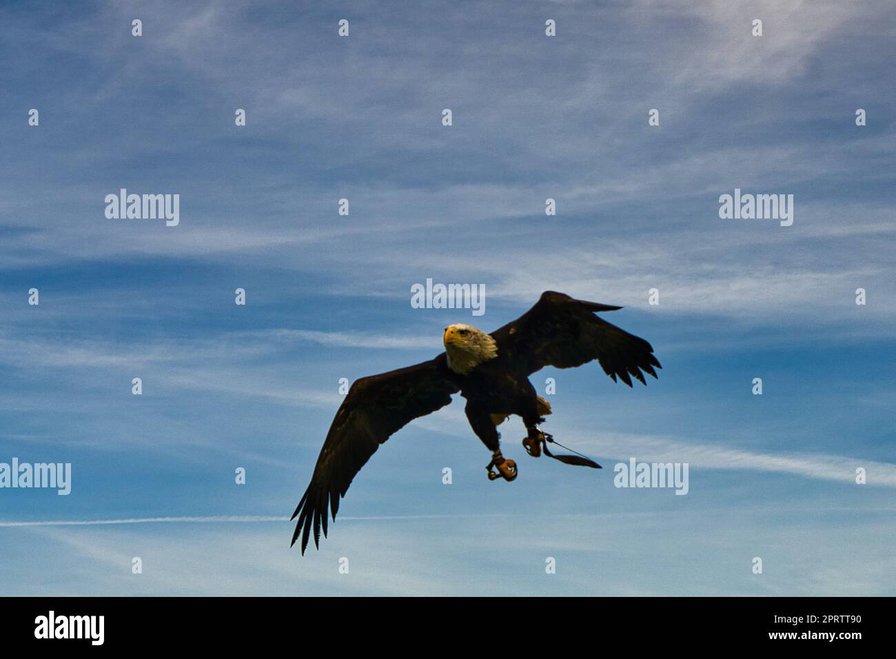 Ein Weißkopfseeadler. Detaillierte Aufnahme. Anmutiger und stolzer Vogel. Stockfoto