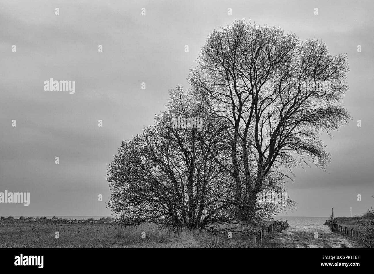 Bäume am Strand überqueren die Ostsee in Schwarz-Weiß. Stockfoto