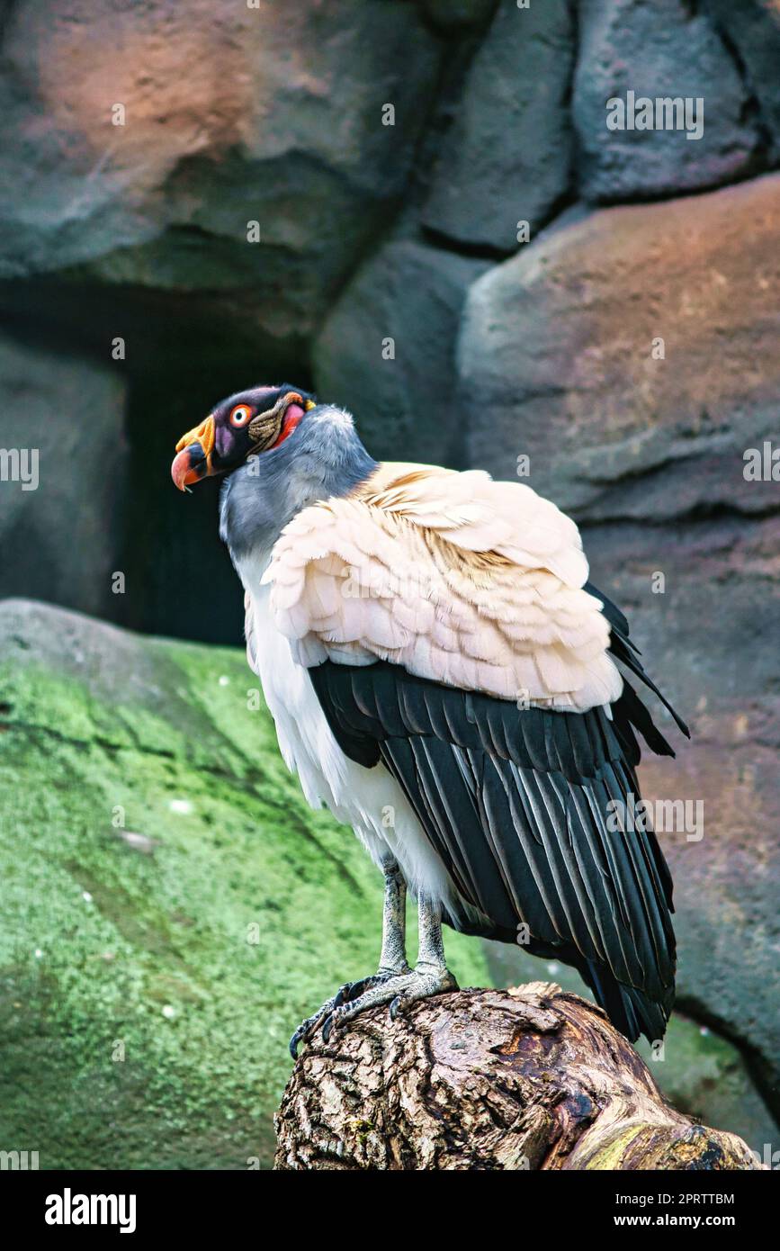 Geier-Porträt. Farbenfrohes Gefieder des Geiers. Großer Vogel. In einem Park aufgenommen. Ein Tier Stockfoto