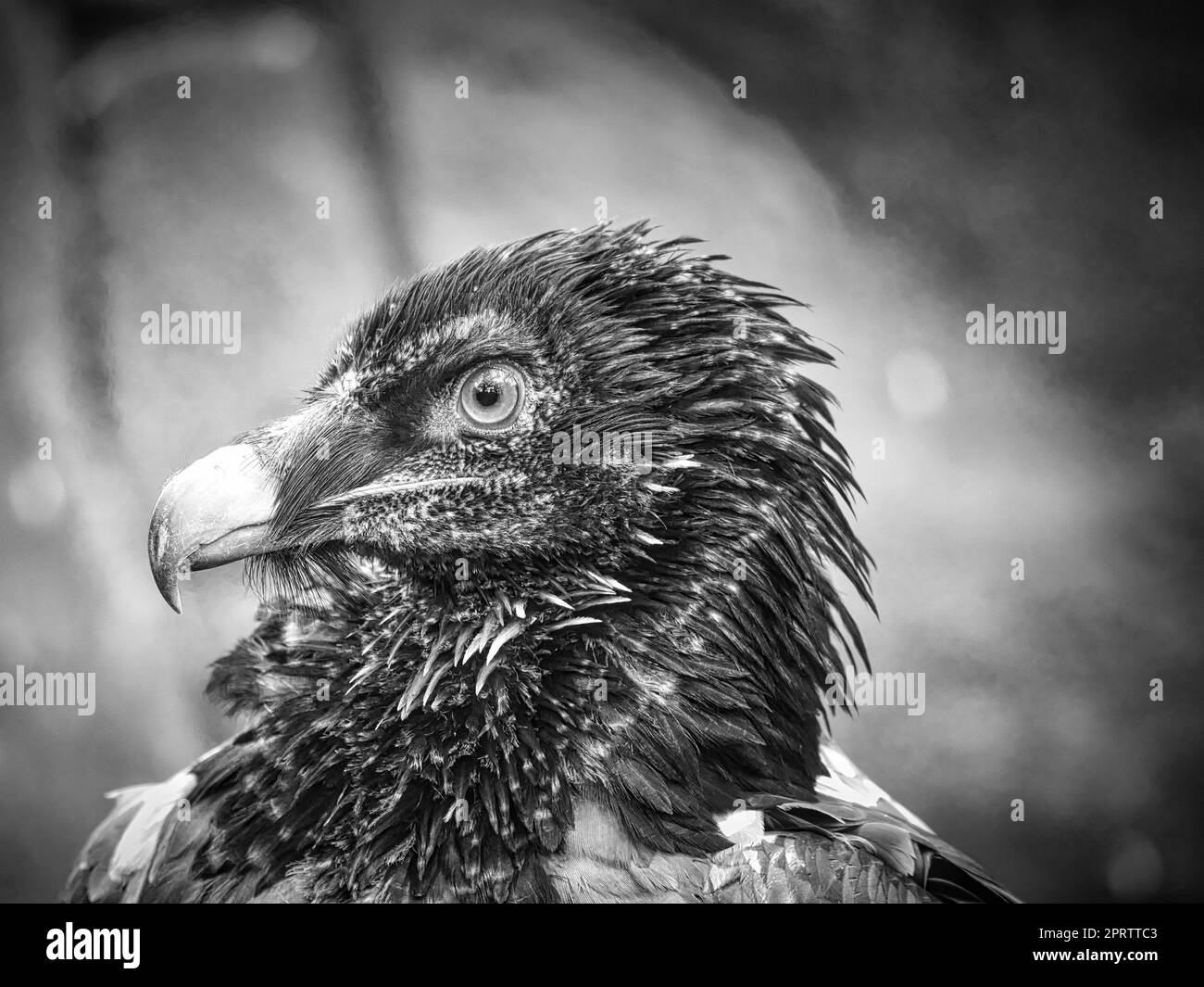 Ein Geier-Porträt in Schwarz-Weiß. Weiße schwarze Federn. Ein sehr ausdrucksstarker Vogel Stockfoto