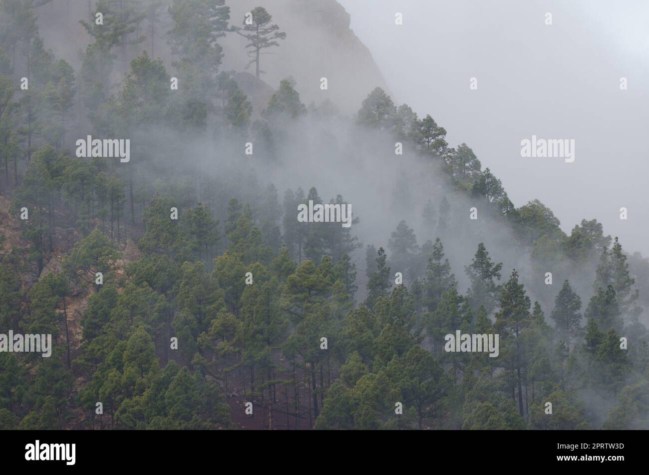 Der Wald der Kanarischen Insel Kiefer im Nebel. Stockfoto